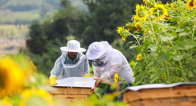 贵州黔西:种花养蜂助农增收