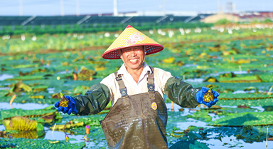 采收芡实正当时