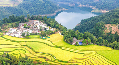 贵州黔西：梯田泛黄秋意浓