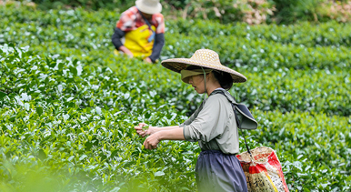广西昭平：秋茶采摘忙