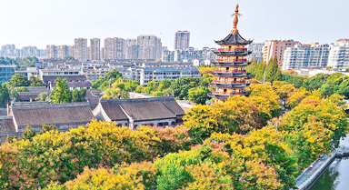 栾树花开 秋意渐浓