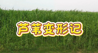 活力中国调研行|芦苇变形记