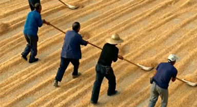 山东日照：遍地玉米铺成金色海洋