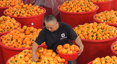 广西恭城：月柿丰收助增收